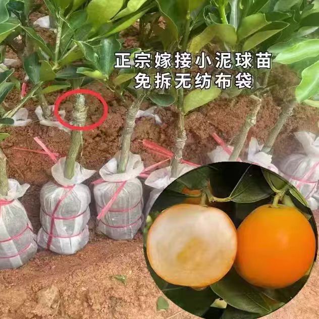 第三代融安脆蜜金桔苗脆皮金桔树苗滑皮盆地栽嫁接苗橘子树