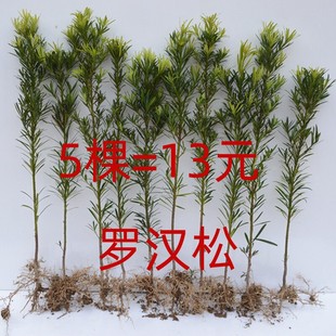 罗汉松树苗盆景庭院绿化四季常青植物大叶雀舌室内造型带土盆栽苗