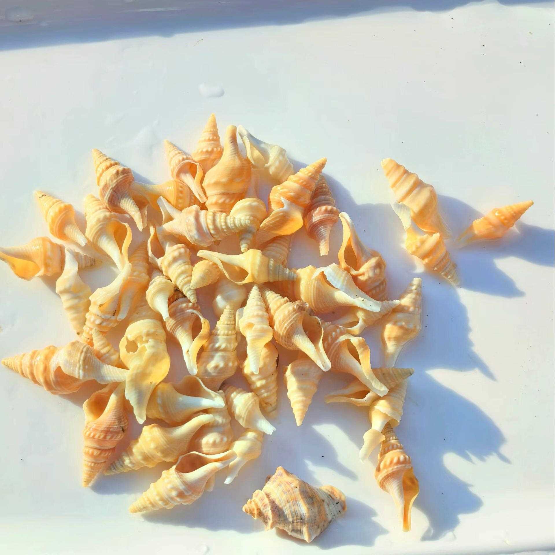新款直销天然小海螺贝壳鱼缸造景寄居蟹替换壳漂流瓶材料家居装饰