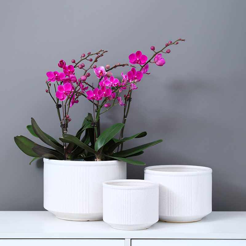 新款直销蝴蝶兰花盆大口径发财树专用兰花盆长寿花月季蓝色陶瓷月