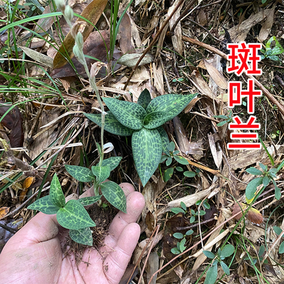 新鲜斑叶兰 苗小叶青 银线莲 小青 鲜货现挖中药材正宗深山斑叶兰