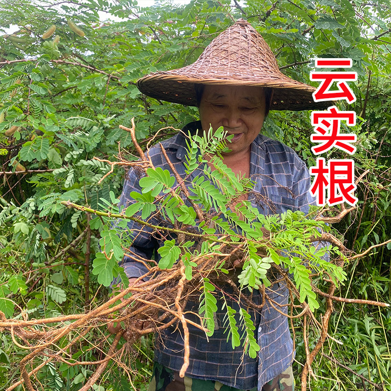 云实树根 阎王刺根牛王茨根黄牛刺根斗米虫树根 新鲜现挖切片晒干