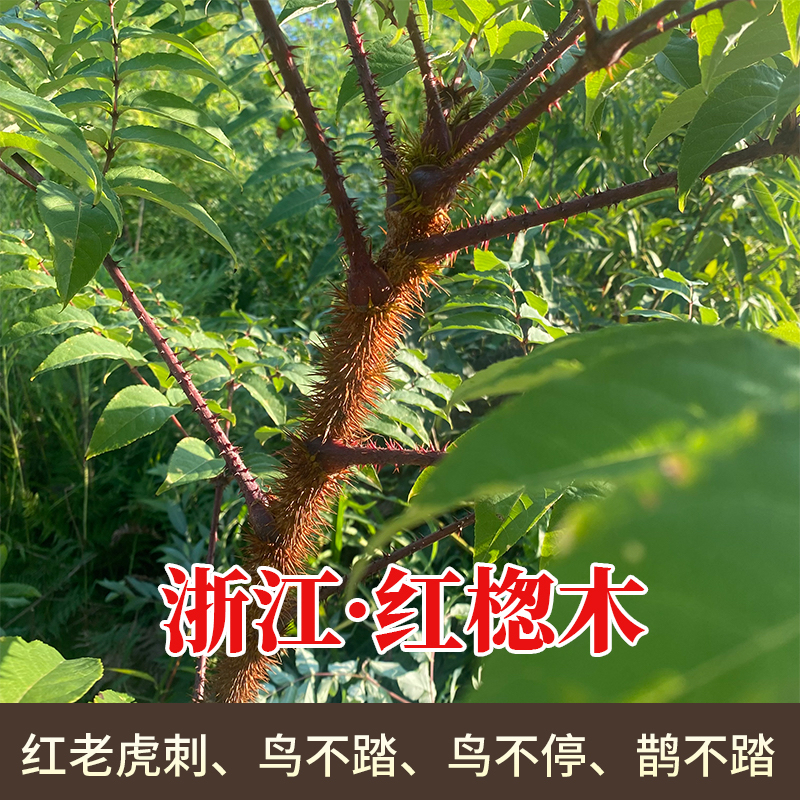 野生红楤木 葱木百鸟不宿雀不站鸟不落 红老虎刺老包树根皮中药材