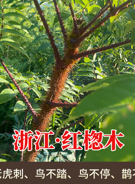 野生红楤木 葱木百鸟不宿雀不站鸟不落 红老虎刺老包树根皮中药材