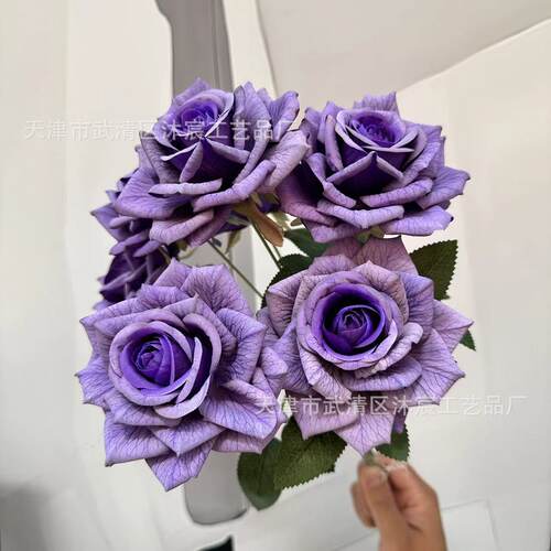 7头曼塔玫瑰花文娟涂层
