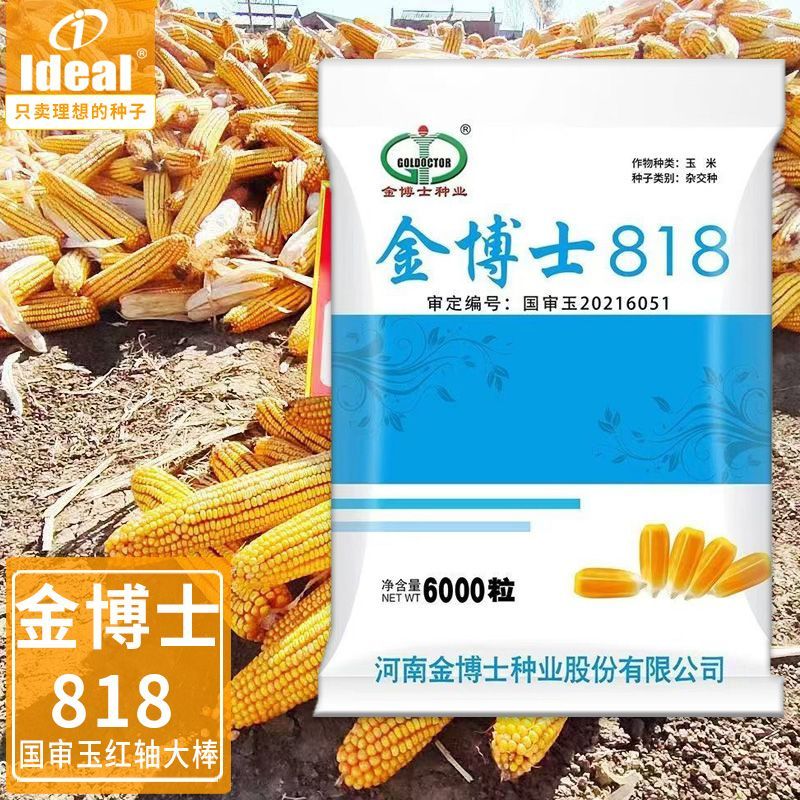 金博士818玉米种子金博士种业国审大棒黄粮抗病抗倒不挑地