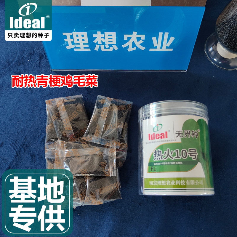 纯绿梗青梗鸡毛菜种子夏播耐热耐湿鸡毛菜种籽基地大田大棚专用