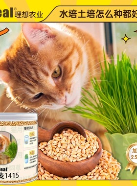 猫草种子小麦种子小麦草种大麦种黑麦苗水培芽苗菜草种盆栽种植