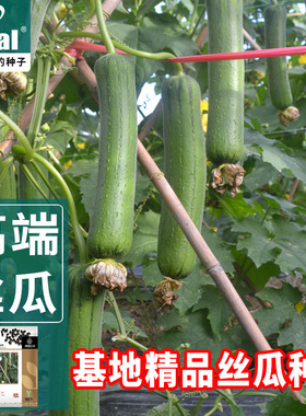 ideal理想农业精品高端丝瓜种籽真的特别优秀绿色先锋丝瓜种子