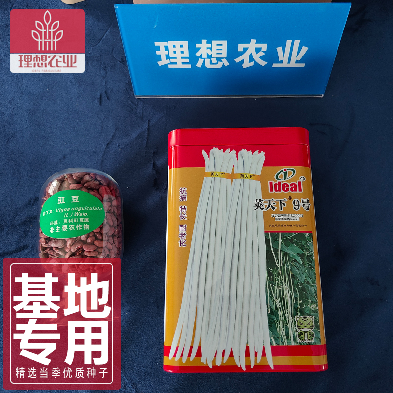 春不老白豇豆种子耐热豇豆种籽基地大田大棚理想农业荚天下九号
