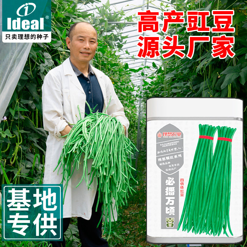 农户高产长豇豆种子特长豆角种籽春秋四季大田批发蔬菜种孑大全
