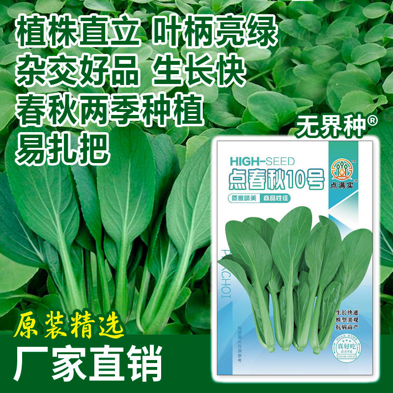 鸡毛菜种籽四季阳台种子蔬菜油菜