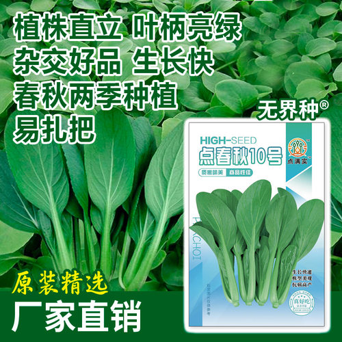 鸡毛菜种籽四季阳台种子蔬菜油菜