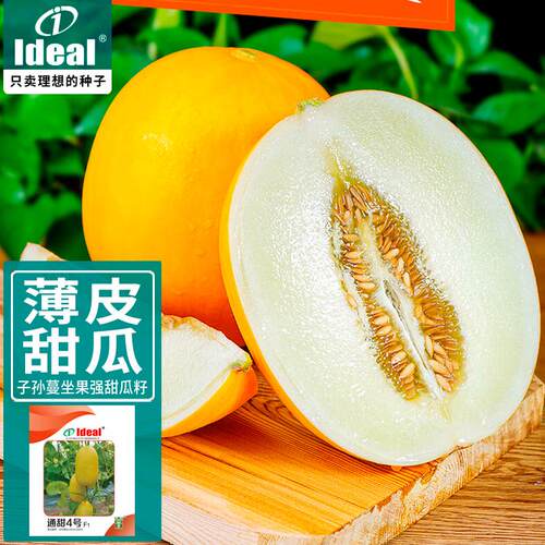甜瓜种子黄皮白肉薄皮香瓜种籽农家大田蜜瓜水果种孑春夏秋四季