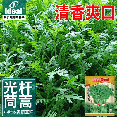 茼蒿种子庭院田间均可种植