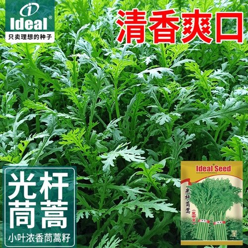 茼蒿种子庭院田间均可种植