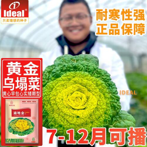 耐寒黄心乌塌菜种子黄金菜菊花心白菜种籽秋易种遍地金黄心菜种子