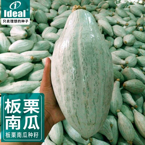 新疆丑南瓜贵族南瓜种子