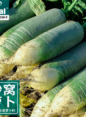 天津甜脆沙窝萝卜种籽水果青萝卜种子春四季高产水果萝卜蔬菜种孑