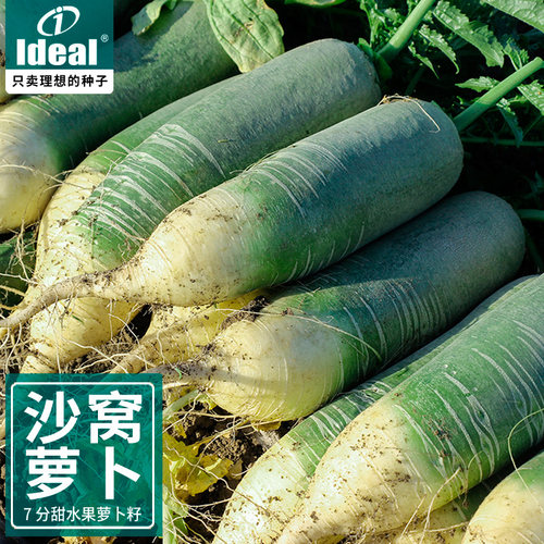 正宗沙窝萝卜，甜脆水果萝卜