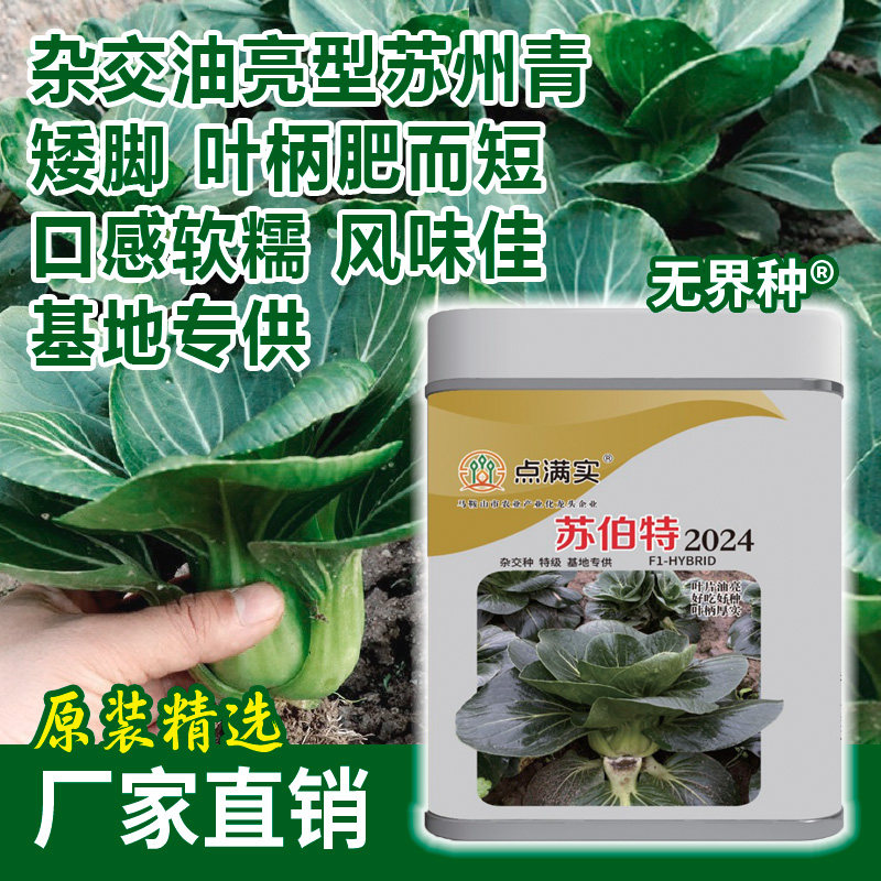 苏州青秋冬耐寒青菜种子