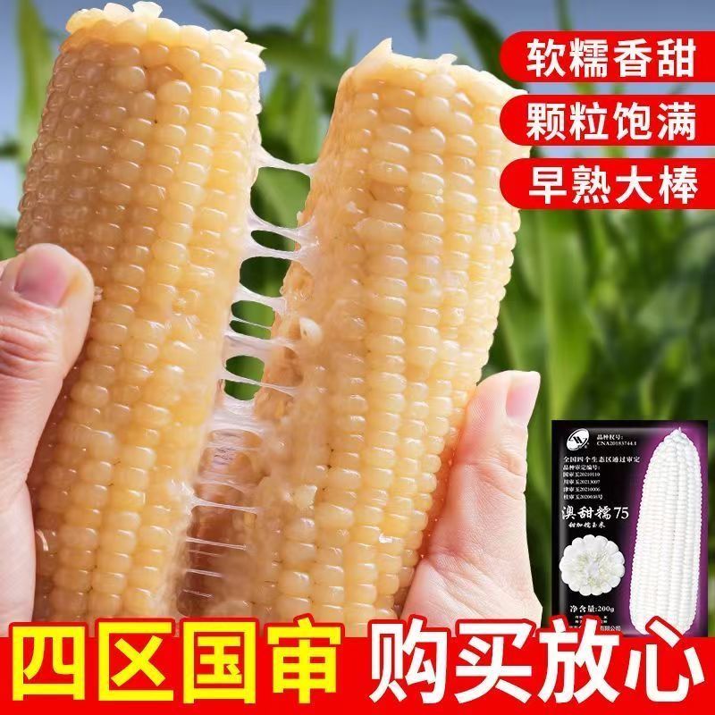 合丰国审澳甜糯75玉米种子白甜糯玉米非转基因黏苞谷鲜食玉米种子