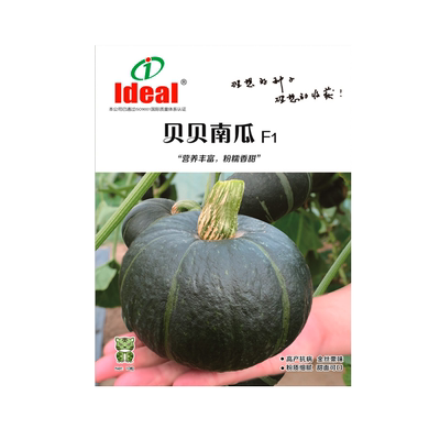 正宗南瓜种籽高产春秋季