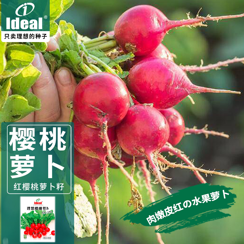 种子樱桃萝卜农家四季