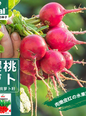 樱桃萝卜小萝卜种籽水果萝卜种籽四季阳台盆栽耐寒蔬菜种籽孑子