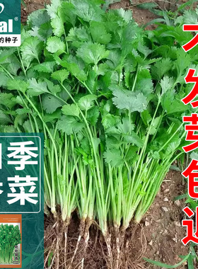 四季香菜种籽大叶芫荽种子农家老品种速生耐热香菜籽蔬菜种子大全