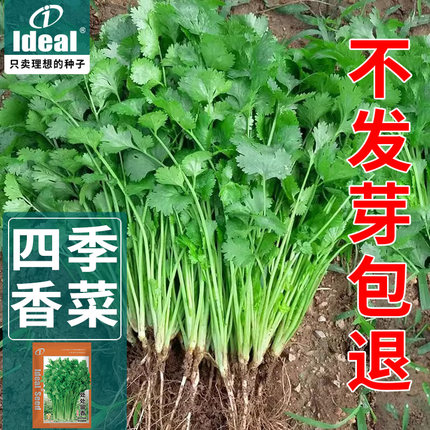 香菜种子四季大叶香菜种子香菜种子老品种速生耐热阳台盆栽香菜种