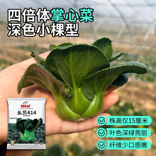 小青仔青菜种子20克/袋