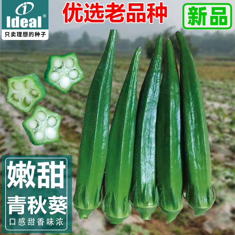 阳台盆栽四季老品种秋葵种子耐老