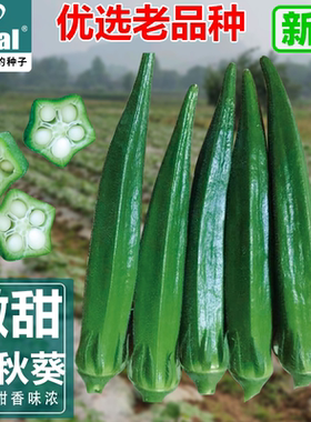 耐老水果秋葵种子青秋葵奶油秋葵种籽四季阳台盆栽蔬菜苗