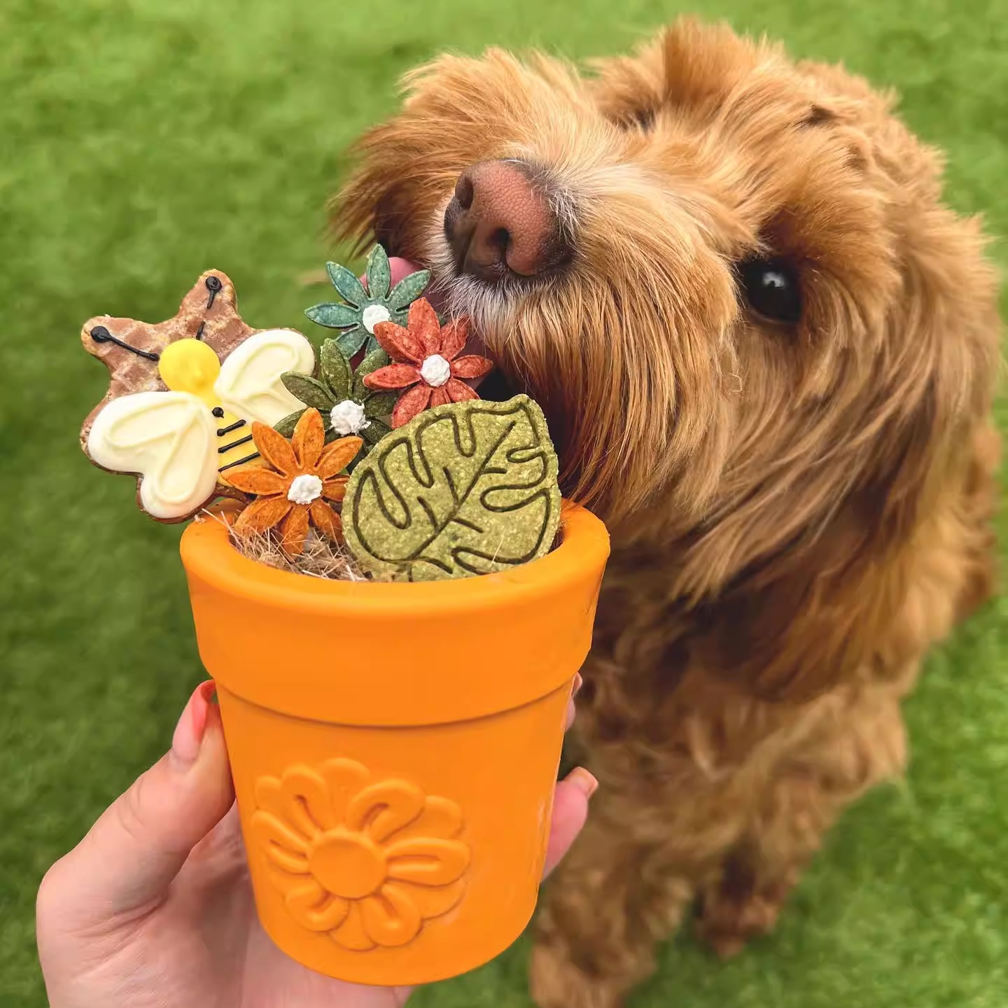 Sodapup花盆狗狗丰容慢食碗耐咬