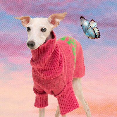 LittleBeast宠物高领毛衣小灵缇