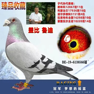 大鼻子信鸽种鸽血统鸽圆环鸽子成绩鸽天落鸽外国圆环比利时比赛4