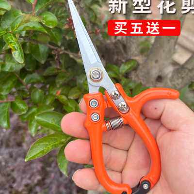 修枝剪刀家用稀果剪翘头剪葡萄的剪刀不锈钢修果弯头蔬果修枝剪子