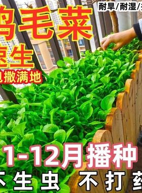 鸡毛菜菜籽种四季速生小白菜青菜油菜上海青蔬菜种子种孑大全种籽