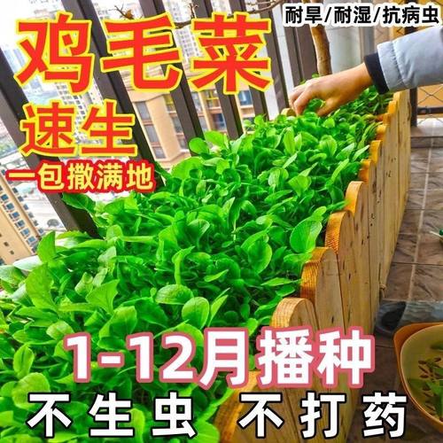 鸡毛菜菜籽种四季速生小白菜青菜油菜上海青蔬菜种子种孑大全种籽