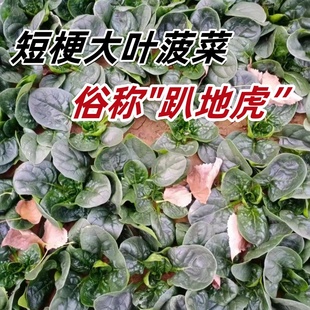 波菜種籽孑冬季 趴地菠菜種子南北方四季 蔬菜農(nóng)家青菜籽種耐寒菜種