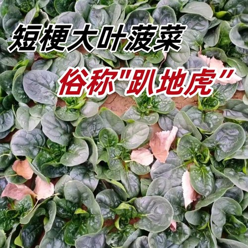 趴地菠菜种子发芽100%好吃