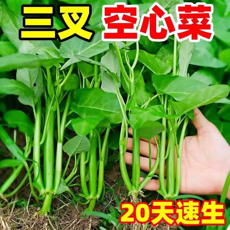 正宗高产三叉空心菜种子柳叶空心菜籽种四季阳台蔬菜种子盆栽菜园