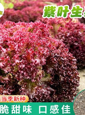 紫叶生菜种子种籽孑紫色红叶早熟阳台菜籽春四季菜种盆栽蔬菜籽种