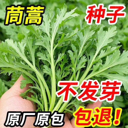 茼蒿菜籽大叶茼蒿种子茼蒿菜种大全秋冬季蔬菜茼蒿种籽四季孑菜小