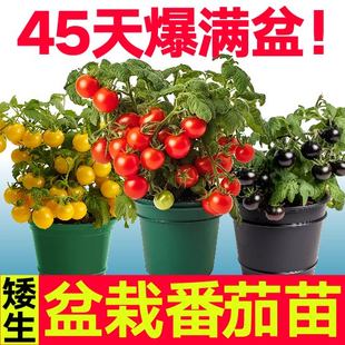 矮生番茄苗小西红柿种子种籽圣女果苗阳台盆栽蔬菜苗秧孑水果秧苗