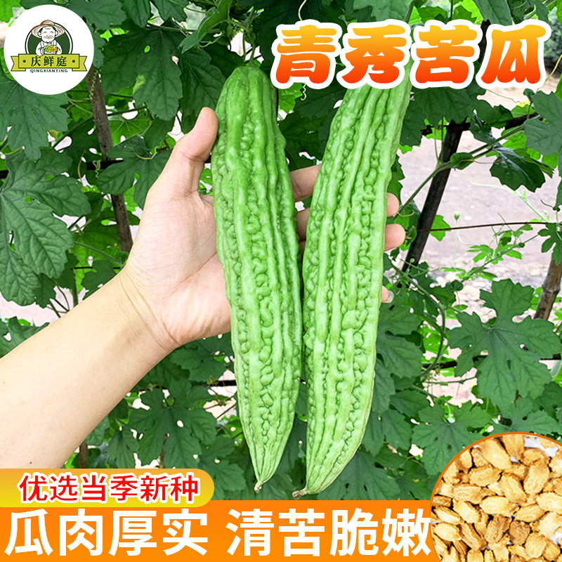青秀苦瓜种子老品种水果苦瓜长绿春秋四季高产阳台蔬菜种籽孑大全