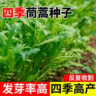茼蒿菜种子小叶菜籽大叶皇帝菜高产带土秧苗中叶四季农家春播阳台