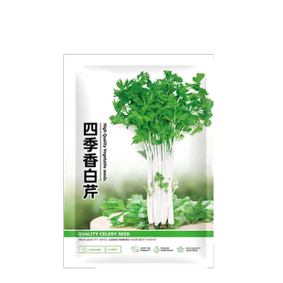 四季白芹菜种孑四川白杆白梗芹菜种籽本地实心小香芹菜籽蔬菜种子