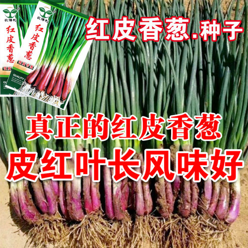 红根小香葱种子红葱头小香葱籽葱头葱种籽四季盆栽菜蔬菜种孑菜籽